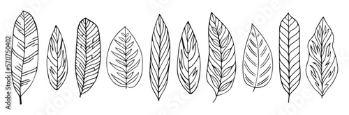 Set collection plants leave hand draw vector. Drawing beautiful leaves, a decorative tropical set 