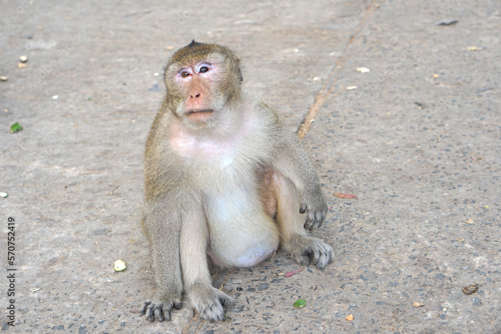 Fototapeta premium Monkey waiting to eat from tourists