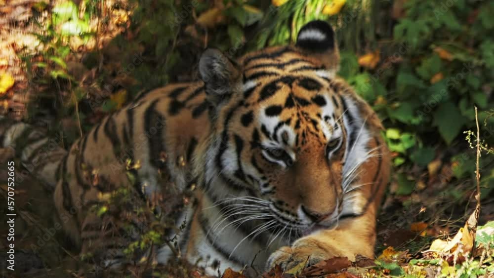 The Amur tiger is lying down and piercingly looking somewhere The Amur tiger is lying down and piercingly looking somewhere