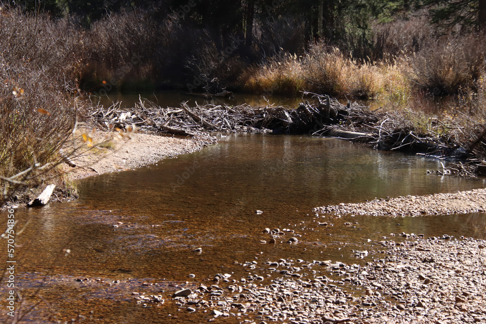 Beaver Dam