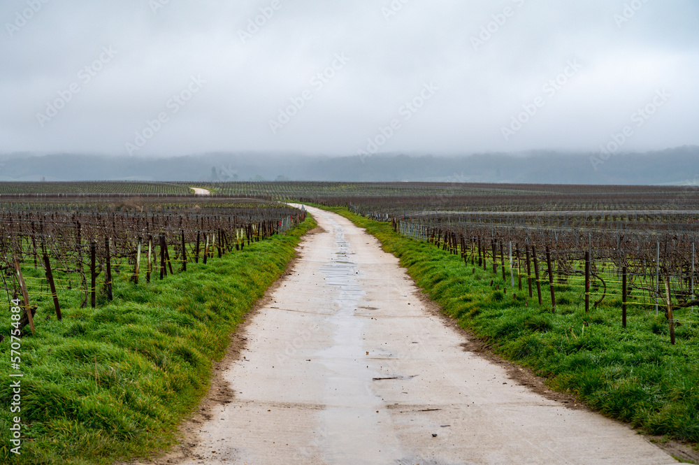 Fototapeta premium View of Champagne gran cru vineyards near Bouzy village at winter, Champagne, France