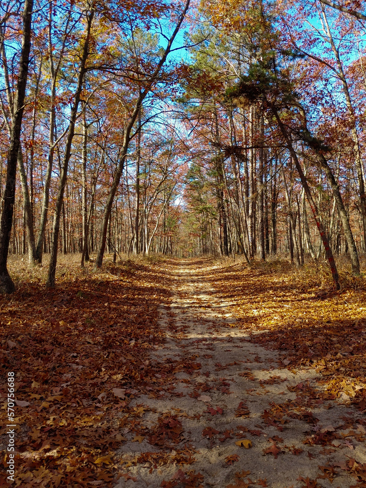 Obraz premium Woods life