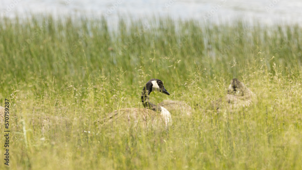 Canadian geese rest and preen among the lush green grasses and reeds growing at the edge of the water on Kolob reservoir in Utah, USA on a sunny summer day. Canadian geese rest and preen among the lush green grasses and reeds growing at the edge of the water on Kolob reservoir in Utah, USA on a sunny summer day.