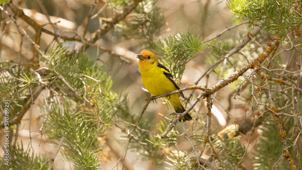 An immature male Western Tanager perches in the branches of a pine tree on a sunny summer day at Kolob reservoir, Utah, USA. An immature male Western Tanager perches in the branches of a pine tree on a sunny summer day at Kolob reservoir, Utah, USA.