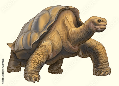 The elephant or Galapagos tortoise is a species of land tortoise endemic to the Galapagos Islands