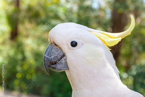 close up of yellow crested cockatoo endemic to Australia photo