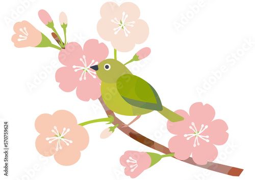 メジロと桜の春イラスト素材１ © y13991