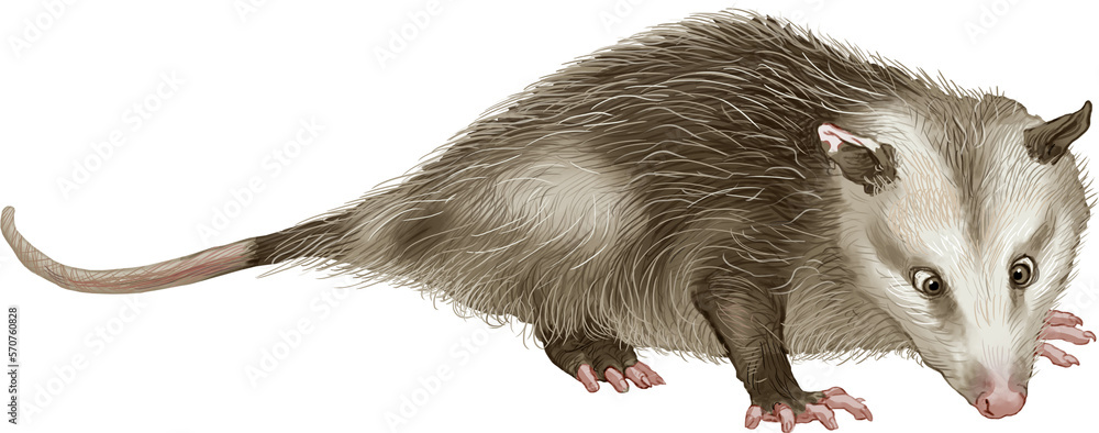 Fototapeta premium Possum is the mammalian family of the marsupial infraclass