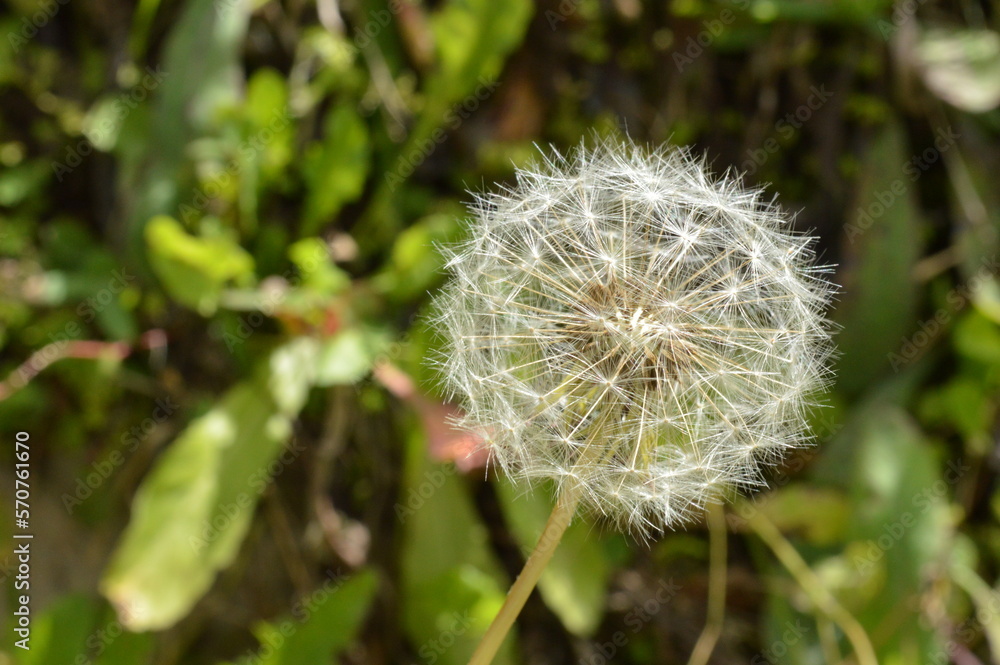 dandelion seed cocoon dandelion seed cocoon