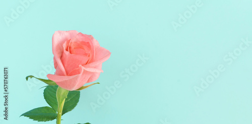 A pink rose and light blue background. ピンク色のバラと水色の背景  © Kana Design Image