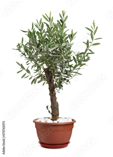 Beautiful young potted olive tree isolated on white