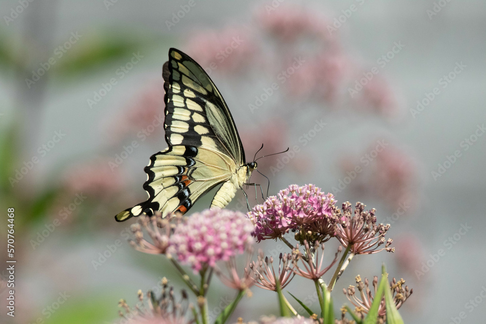 Fototapeta premium Butterfly on flower