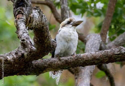 Kookaburra on a branch in Northern NSW, Australia