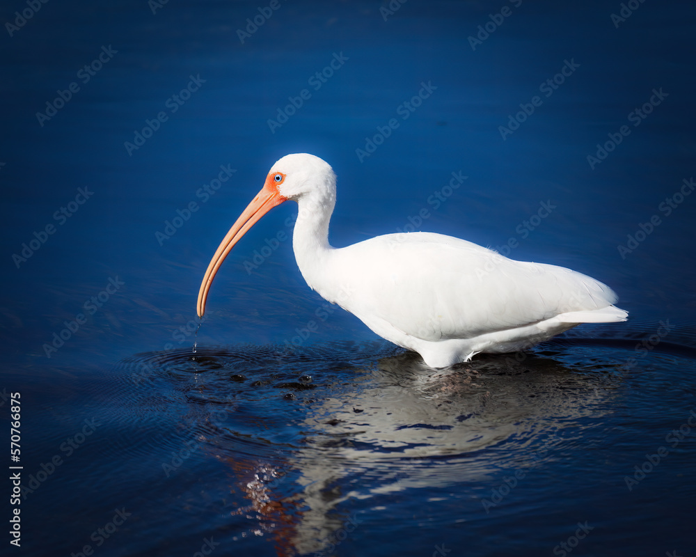 Obraz premium American White Ibis