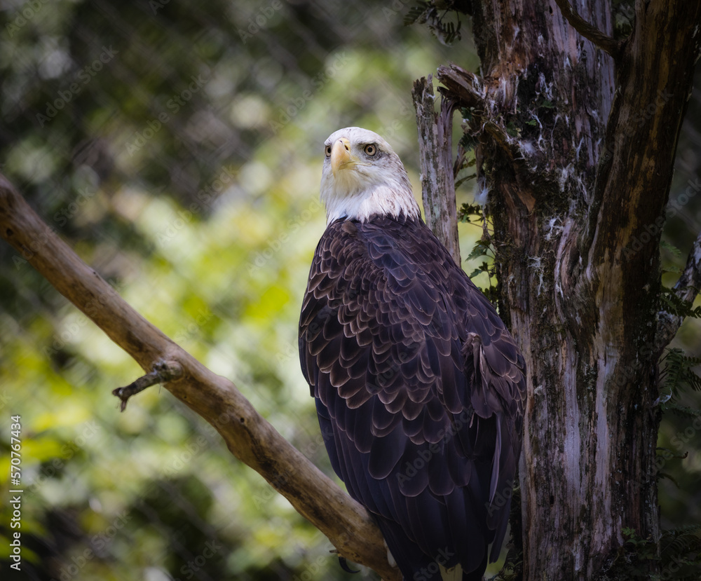 The Bald Eagle The Bald Eagle