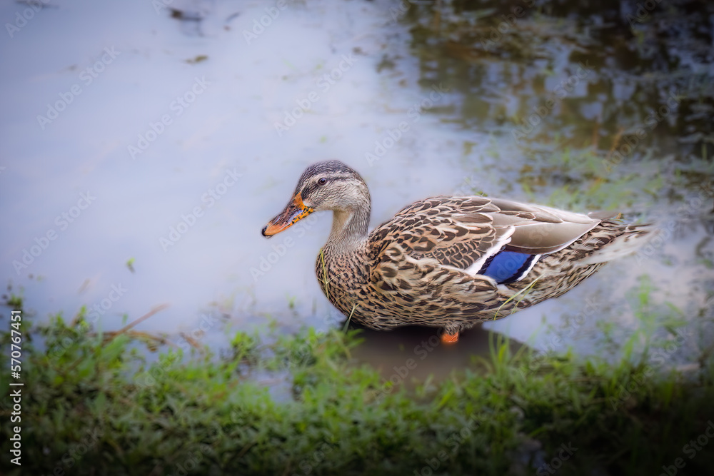 Fototapeta premium FEmale Mallard