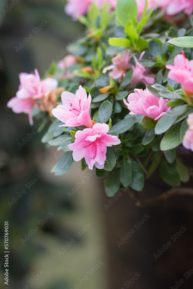 Fototapeta premium Blooming pink Rhododendron and green leaves，Rhododendronhybridum