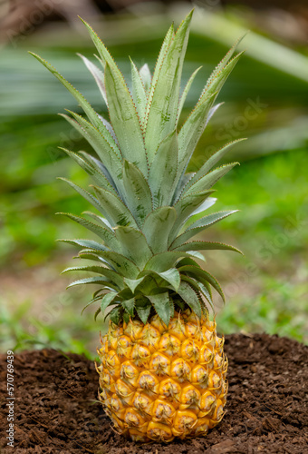 Ananas Queen de Tahiti