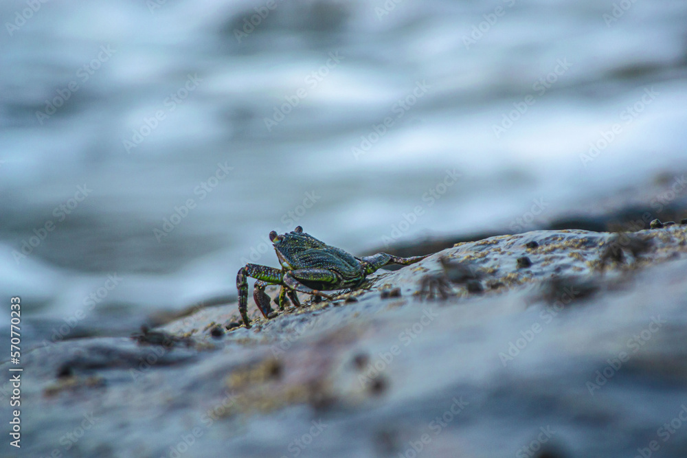 Fototapeta premium Crab on a rock