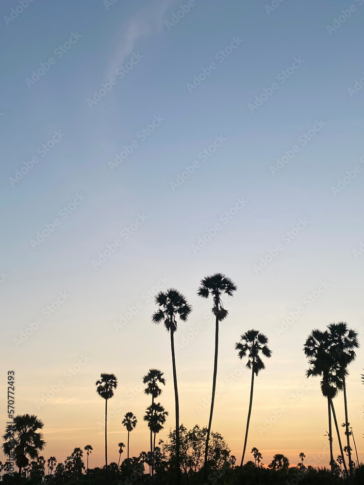 Silhouette of palm trees on sunset sky