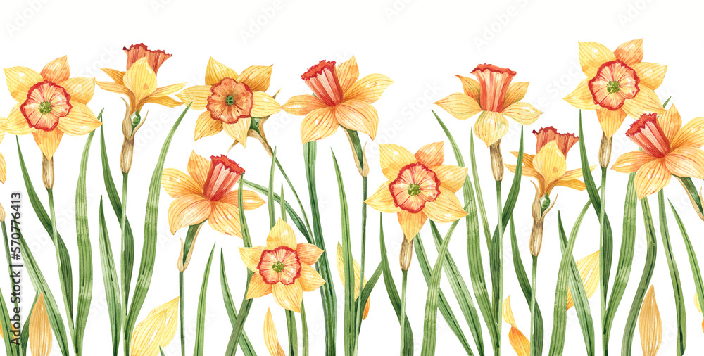 Narcissus flowers on white background horizontal, seamless border. Daffodils garden, watercolor, kids style illustration.