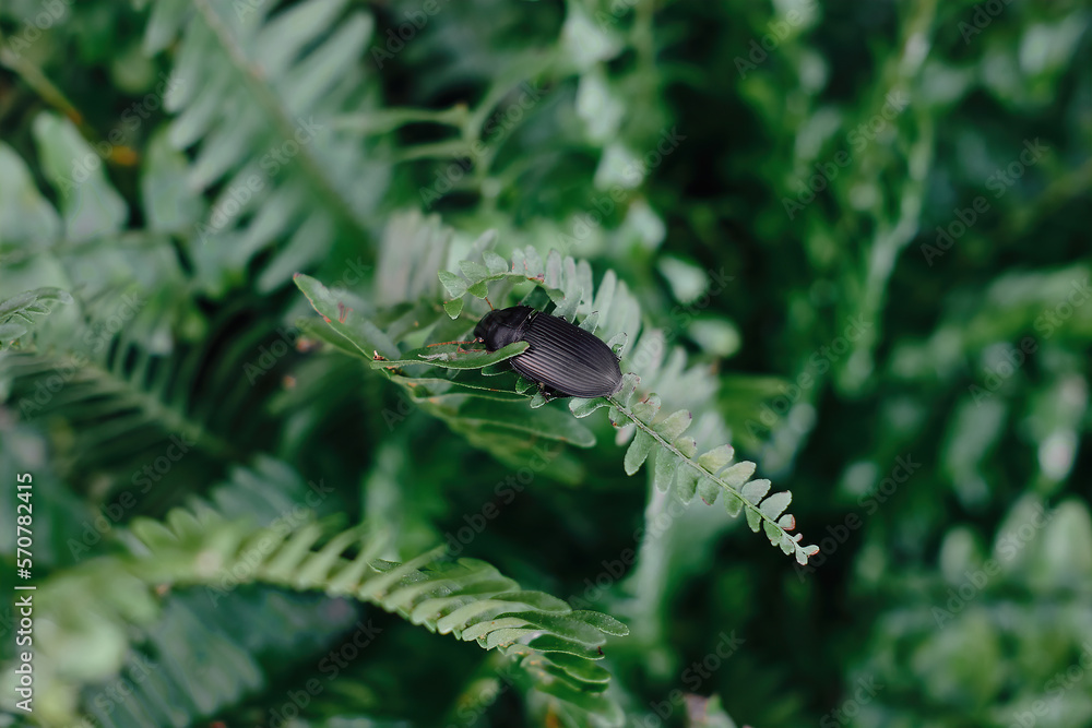 strawberry seed beetle sitting on a fern
