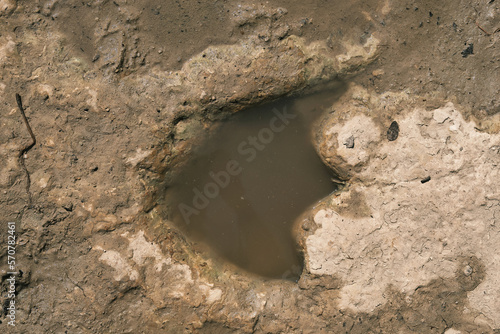 top down view of theropod dinosaur track (likely Acrocanthosaurus) filled with water photo