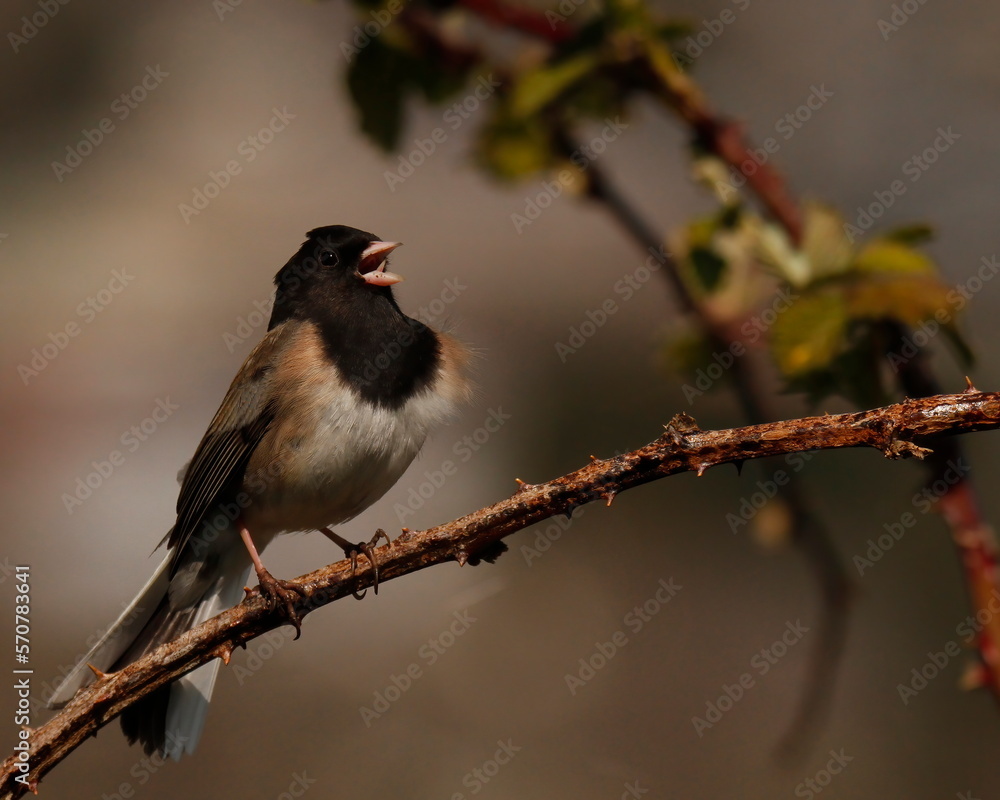 Naklejka premium Dark Eyed Junco singing on a thorny branch