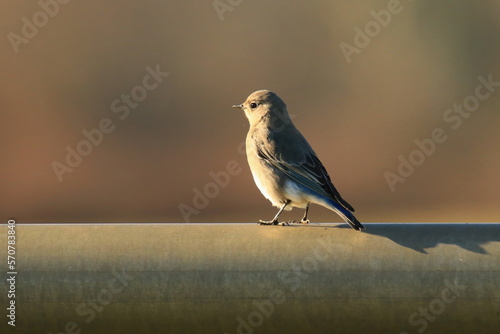 Single Mountain Bluebird (Sialia currucoides) standing on a metal pipe in the sun