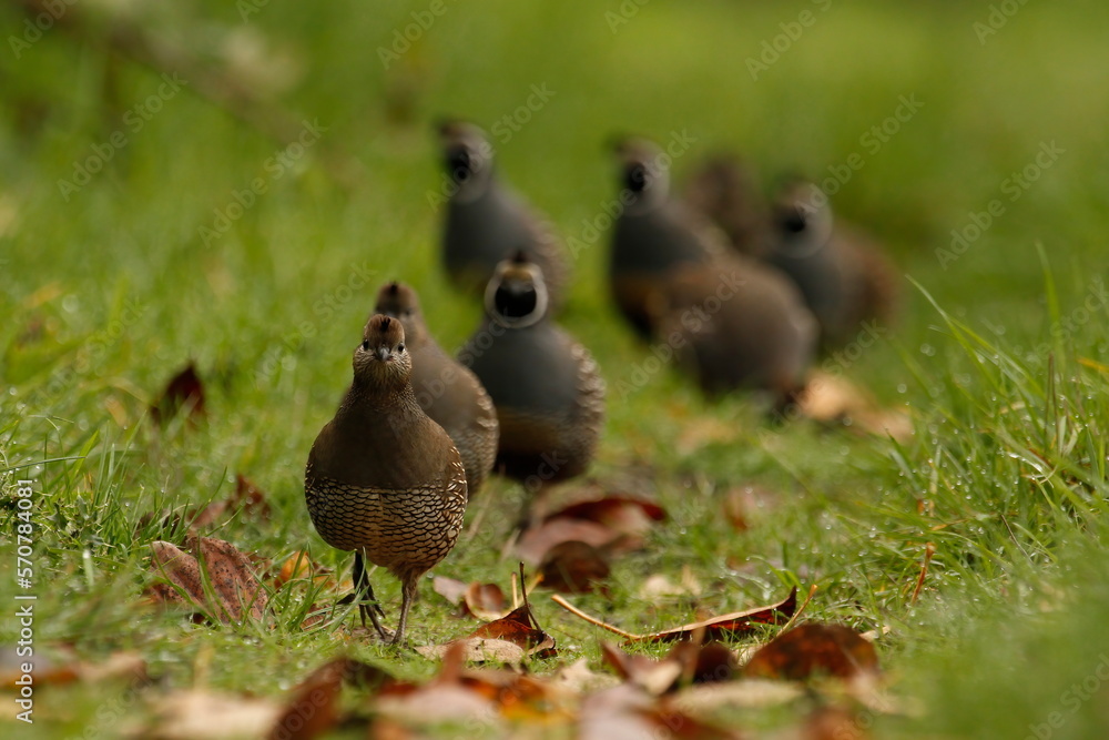 Several California Quails walking or running through a grass path at eye level Several California Quails walking or running through a grass path at eye level