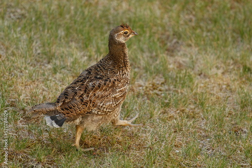 Close up of a female Ruffed Grouse running across grass