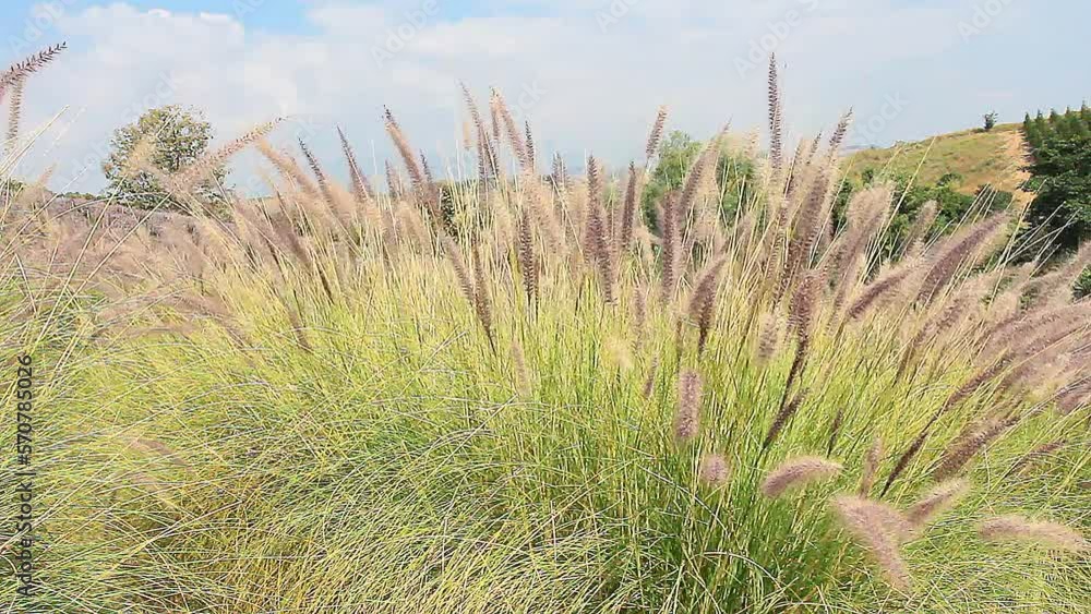 A field of flowers with a gentle breeze A field of flowers with a gentle breeze