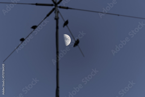 blackbirds perched on an antenna with the moon in the background © JOSEANTONA