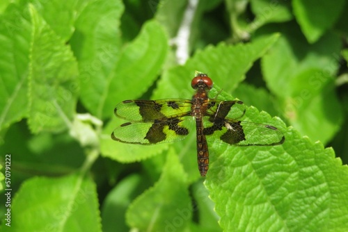 Tropical dragonfly on green plant in Florida nature