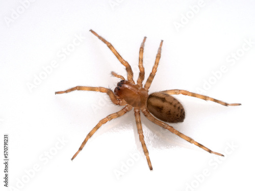 PA8211614 hacklemesh weaver spider, Calobius pictus, dorsal, isolated, cECP 2022