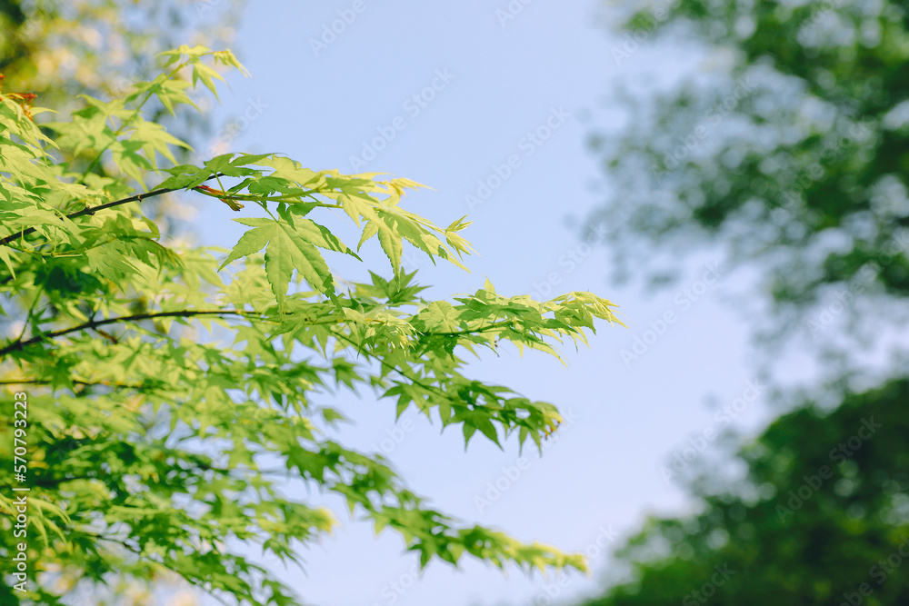 green leaves against blue sky green leaves against blue sky
