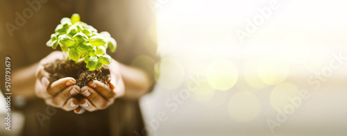 Obraz na plátně Plant in hands or palm for earth day, sustainability and gardening mockup in nature, agriculture and farming hope