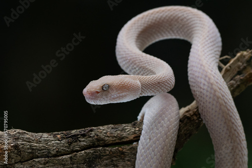 A pink female mangrove pit viper Trimeresurus purpureomaculatus hanging on a branch with black background 