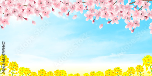 桜　菜の花　春　背景