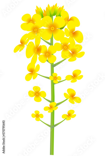 菜の花　春　花　アイコン