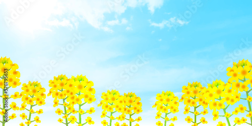 菜の花　春　風景　背景
