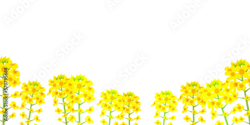 菜の花　春　風景　背景