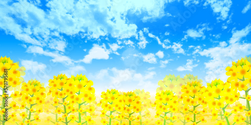 菜の花　春　風景　背景