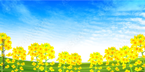 菜の花　春　風景　背景