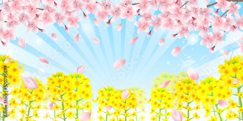 桜　菜の花　春　背景