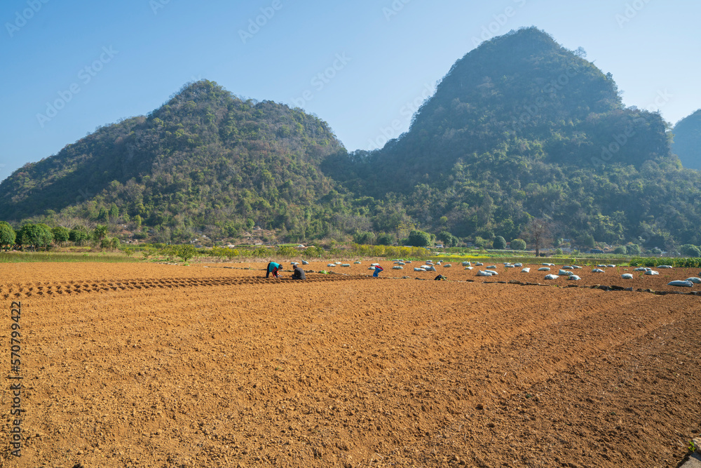 Cultivated land sown in spring, plantation in Guangxi, China