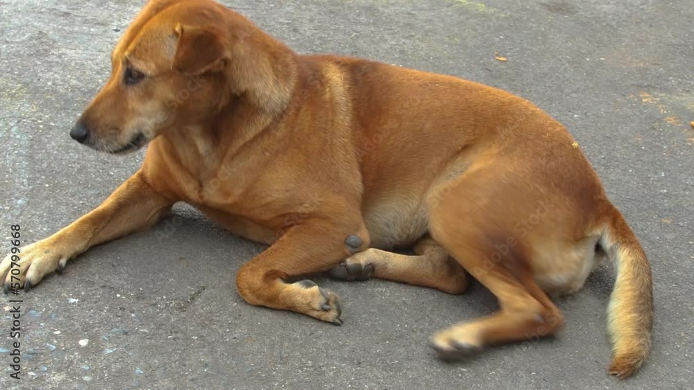 poor itchy and sad dog sleeping and wait for the dog food poor itchy and sad dog sleeping and wait for the dog food