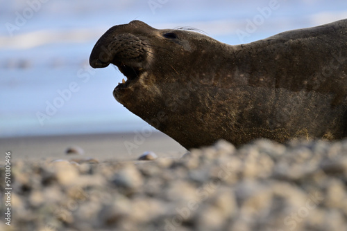 Northern Elephant Seal - Mirounga angustirostris