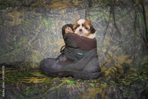 a white and brown newborn puppy waving its leg on a boot