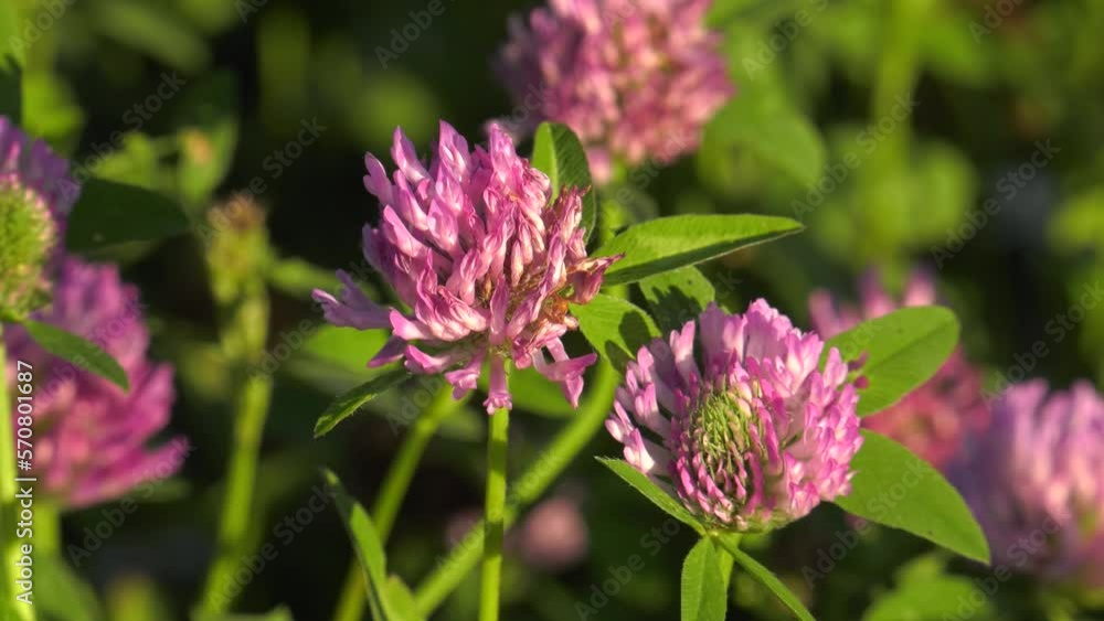Southern Urals, blooming red clover (Trifolium pratense) in the meadow. Southern Urals, blooming red clover (Trifolium pratense) in the meadow.
